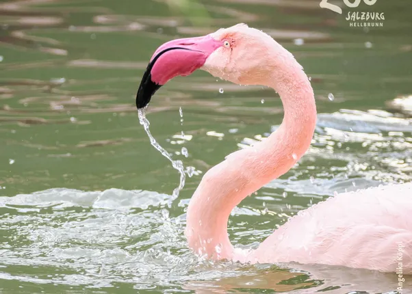 Wals-Siezenheim_FB_Posts-6-Flamingo.png