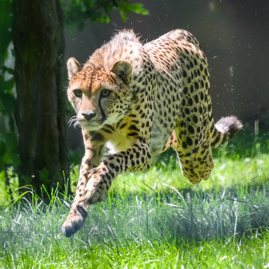 gepard_zoosbg_lisa_sernow_5.jpg