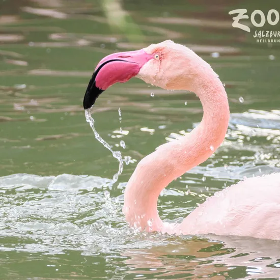 Wals-Siezenheim_FB_Posts-6-Flamingo.png
