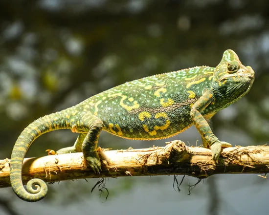 jemenchamaeleon_zoosbg_lisa_sernow.jpg